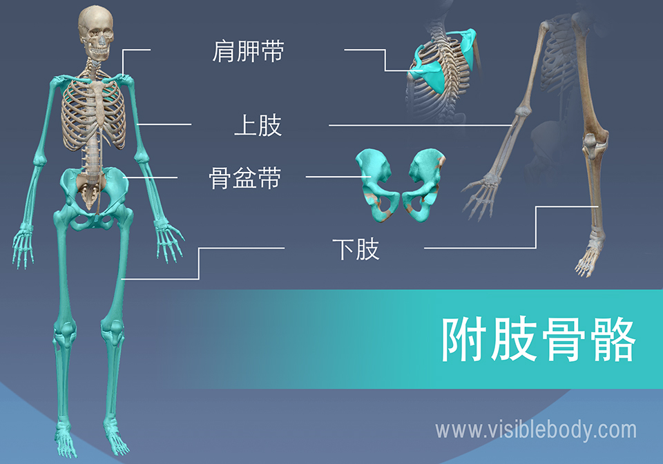 肩带、上肢、骨盆带和下肢